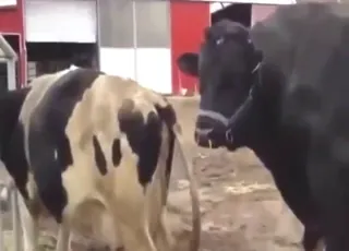 Real Cow-on-Cow Mating Sex Session Zoo Sex, Animal sex, Zoophilia