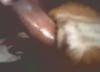 Brown Dog Enjoys Deep Fucking And Big Cumshot
