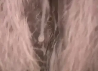 Close-up shots capture the sublime pleasure as a stallion mounts and fucks a mare