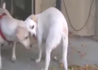 Two Girls Lick Big Dick in Animal Zoo Sex Scene