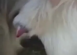Outdoors zoo sex: animal showing off big penis