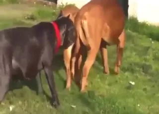تزاوج كلب مع كلبته قضيبان صلبان