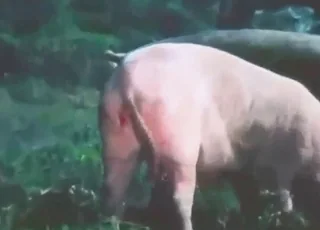 Intense Pig Mating Session in HD Zoo Sex & animal sex Action