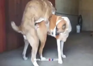Asian Shepherd Dogs Crazy Mating Session
