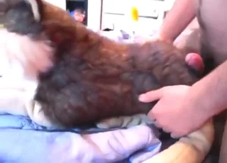 Soft Plushie Toy Gets Fucked Silly With Tight Hole