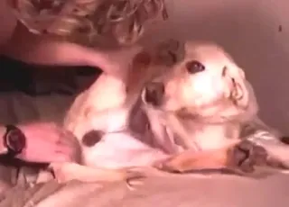 جنس الميشناري مع كلب مختلط جذاب