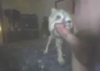 Dog Licking Boy Dick Hard Zoo Sex Animal sex