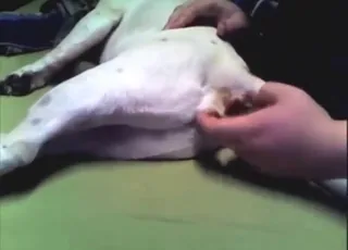 Blonde girl fingering white dog anal hole tight pussy creampie zoo sex