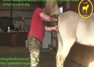 رجل يفستينغ حيوان حقي بقوة فيديو زو