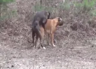 Two Brown Dogs Mating Outdoors After Vasectomy