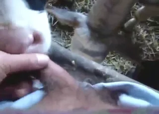 Hot Cow Takes Big Dick Deep in Mouth - Real Zoo Sex Scene with Animal