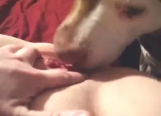 POV Dog Licking Close-Up Sex Scene with Happy Ending