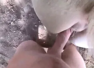 White stallion gets deep pony play from behind