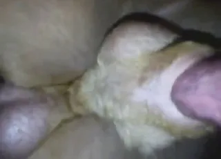 Hungarian Vizsla Puppy Gets Pleasure from Big Cock