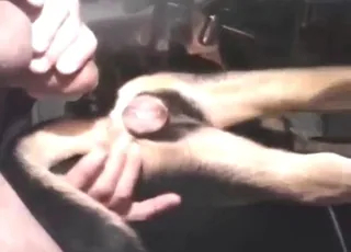 حيوان خاضع يستقبل قضيب إنسان كبير في مشهد زو