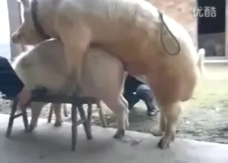 Zoo Sex: Pig Fucking Animals Want Orgasm