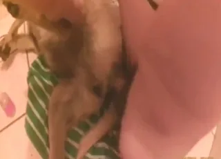 Zoo sex: animal takes full cock inside ass