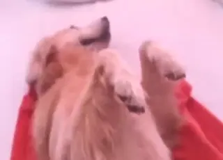 Golden Retriever Enjoys Anal Sex with Owner