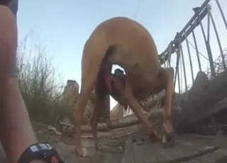 Plump Zoophile Fucks Dog on All Fours - animal sex Scene