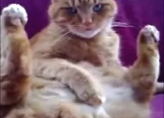 Solo cat masturbation with real orgasms: intense zoo sex scene with animal sex