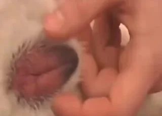 Dog Fingered And Licked During Foreplay Zoo Sex Scene