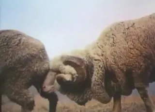Close-up sheep mating outdoors: raw zoo sex, animal breeding, animal sex in nature