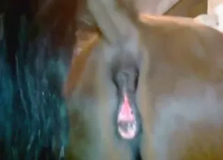 Mare Pees Before Zoo Sex: Real Animal Sex Scene with Zofilia