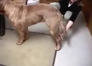 Happy Dude Manually Stimulating Dog to Cumshot