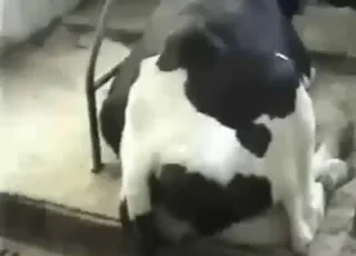 Happy Guy Gets Busy With Begging Cow Zoo Sex, Animal sex, Zoophilia & Zooporn Action