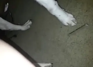 Horny Dog Gets a Quick Tugging Session – Real Zoo Sex with Animal sex