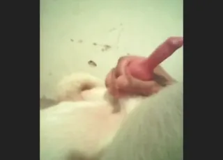 Dog Handjob: Dick Explodes in Hot Sex Scene