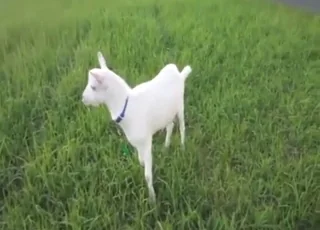 Horned up white goat licks his penis in amateur footage