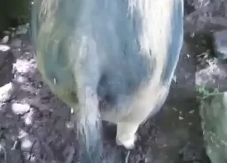 POV wet pig sex with zoophile: raw animal sex scene, animal sex porn, zoosex action, zofilia lover POV