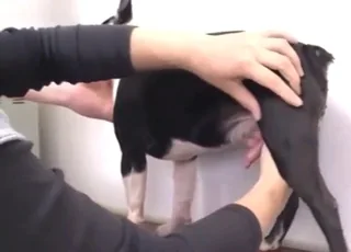 Man Jerks Off Mutt Dog to Cumshot Inside Mouth Zoo Sex animal sex