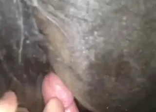 Wet Horse Pussy Gets Deep Creampie animal sex Zoo Porn