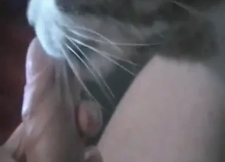 Cat Licks Dude's Penis in Close-Up Zoo Sex Scene