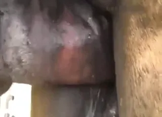 Mare Taking Large Donkey Dick in animal sex Clip