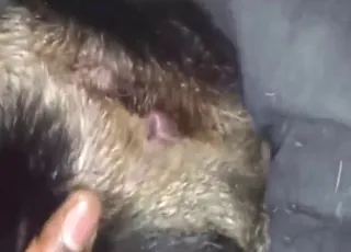 Virgin Ass Dog Gets Fucked By Guy Zoo Sex Scene