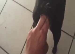 POV Fingering Small Dog Pussy XXX Clip - Zoo Sex animal sex