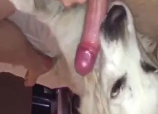 Mutt Licking Dick Worship Scene: Real Zoo Sex with Dog animal sex