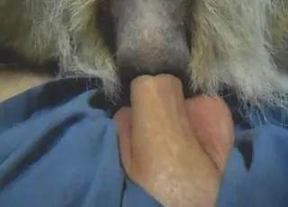 Zoomed-in animal sex with top penetration