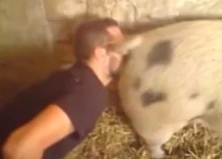 Guy Licks Pig Pussy Off His Nose - Real Zoo Sex Scene With Farm Animal