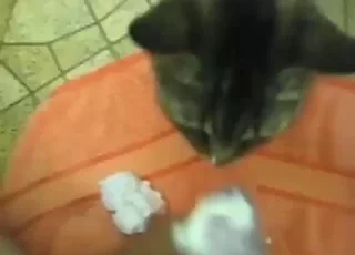Cat Worshiping Tip Orally: animal sex Zoo Scene with Pet