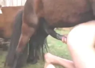 رجل مثلي يمتطيه حصان في مشهد زو سكس