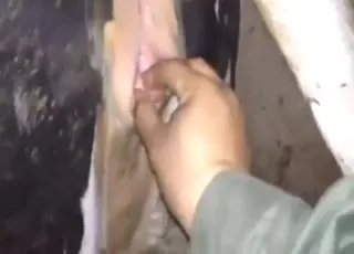 Horny cow gets fisted by a big dude in this wild zoo sex scene