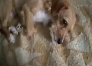 Zoo Sex: Sexed-Up Animal Enjoys Doggystyle Action with Dogs