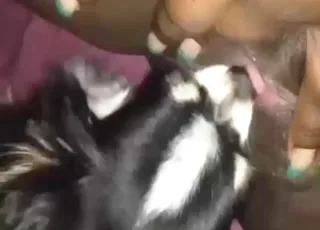 Puppy Licking Deep Dick Head in Short Clip