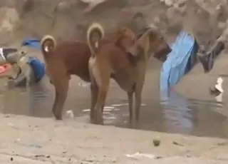كلبان بنيان يتزوجان في المكب