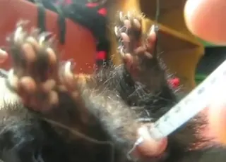 Sexy Dude Uses Ferret Dildo in Hot Zoo Sex Scene