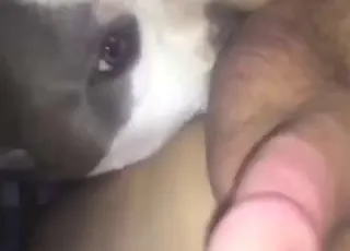 Subby asshole gets pounded by gay-ass dog in hot zoo sex scene